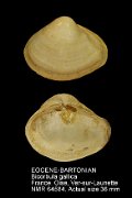 EOCENE-BARTONIAN Bicorbula gallica